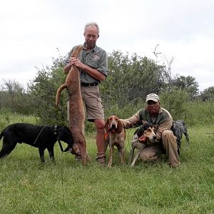 South Africa Hunting Caracal