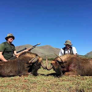 South Africa Hunting Black Wildebeest