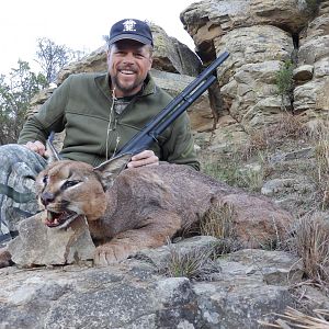 Hunt Caracal in South Africa