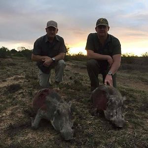 Warthog Hunting South Africa