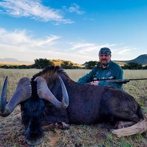 South Africa Hunting Black Wildebeest