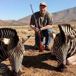 South Africa Hunting Burchell's Plain Zebra