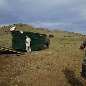 Rhino Conservation South Africa