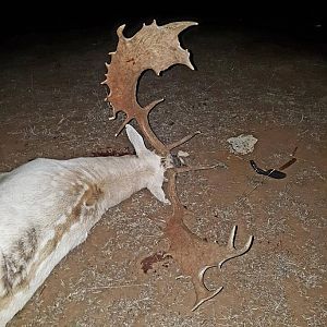 Hunting Fallow Deer in Australia