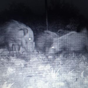 Trail Cam Pictures of Bushpig in South Africa