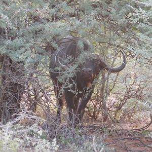 Cape Buffalo South Africa