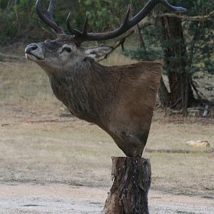 Red Stag Shoulder Mount Taxidermy