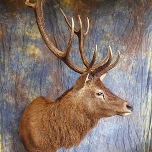 Red Stag Shoulder Mount Taxidermy