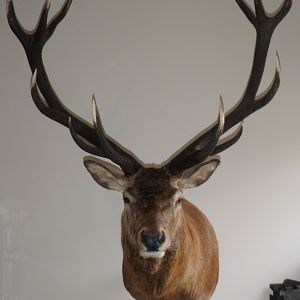 Red Stag Shoulder Mount Taxidermy