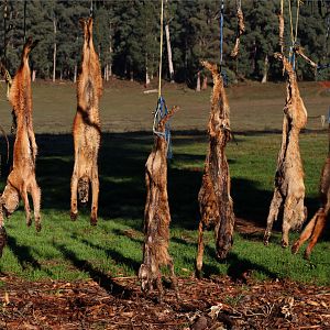 Dingo Trapping Australia