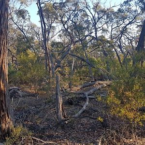 Red Stag Hunt Australia