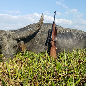 Asiatic Water Buffalo Hunt Australia