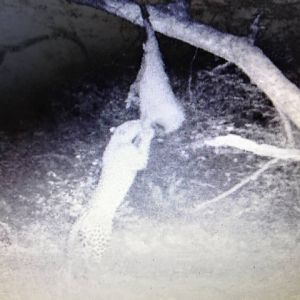 Leopard Trail Cam Pictures Namibia