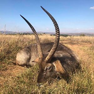 Waterbuck Hunting South Africa