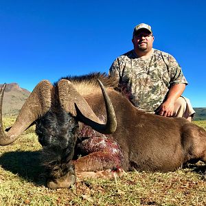 South Africa Hunt Black Wildebeest