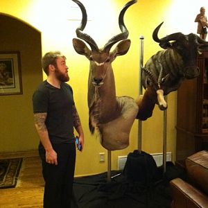 Kudu Shoulder Mount Taxidermy