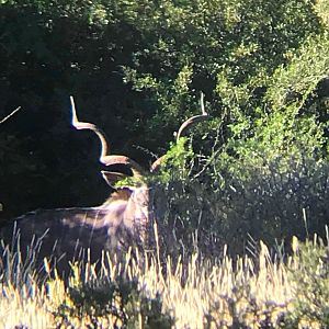 Kudu South Africa