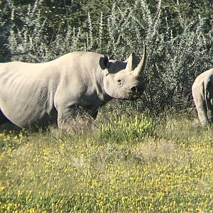 White Rhino South Africa