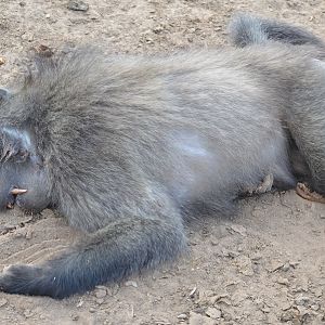 South Africa Hunt Baboon