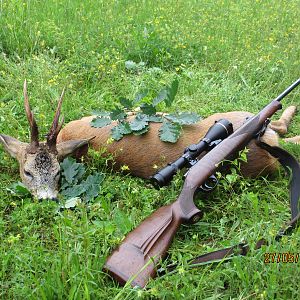 Roe Deer Hunting Romania