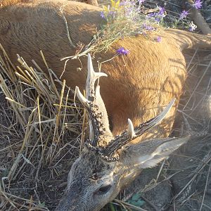 Romania Hunting Roe Deer