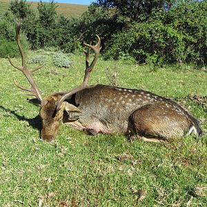 South Africa Hunting Fallow Deer