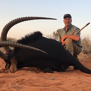 South Africa Hunt Sable Antelope