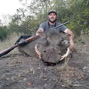 Warthog Hunting Zimbabwe