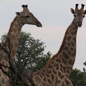 Giraffe Zimbabwe