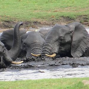 Herd of Elephant in Zimbabwe