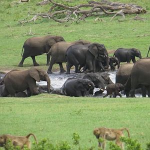 Herd of Elephant in Zimbabwe