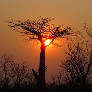 Boabab Tree Sunset Zimbabwe