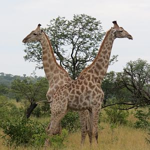 Giraffe Zimbabwe