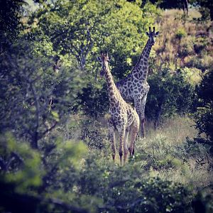 Giraffe Zimbabwe