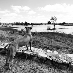 Hunting Dog Zimbabwe