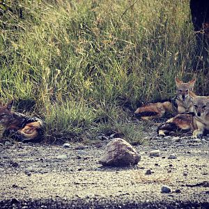 Group of Jackal in Zimbabwe