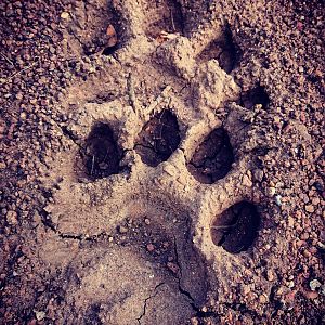 Tracks Zimbabwe