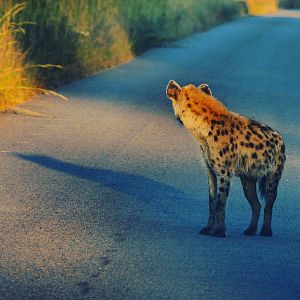 Spotted Hyena Zimbabwe