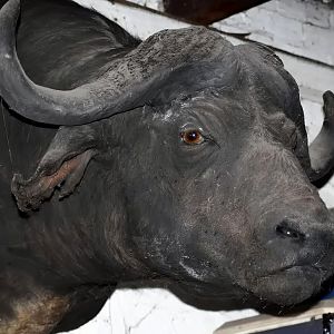 Old Cape Buffalo Mount