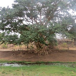 Beautiful old tree Zimbabwe