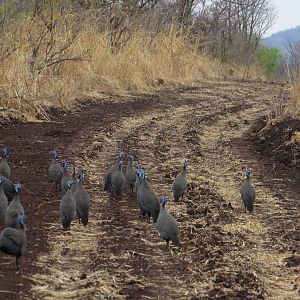 Guineafowl Zimbabwe