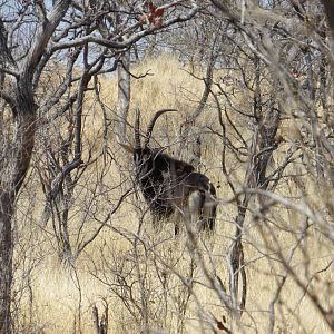 Sable Antelope Zimbabwe