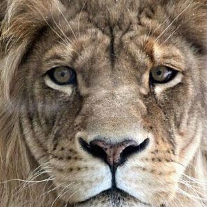 Lions Stare