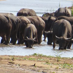 Herd of Cape Buffalo in Zimbabwe