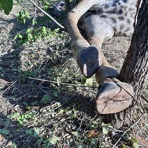 Anti-poaching Patrol