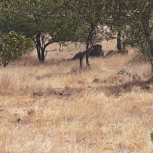 Lions Zimbabwe