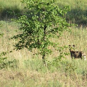 Wild Dogs Zimbabwe