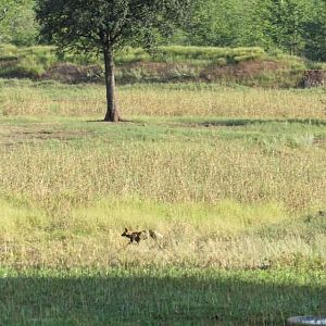 Wild Dogs Zimbabwe