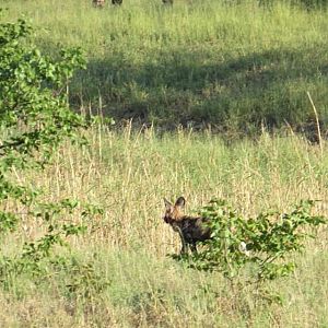 Wild Dogs Zimbabwe