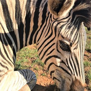 Hunt Burchell's Plain Zebra in South Africa